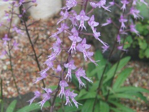 Stenoglottis cv. (fimbriata x longifolia)