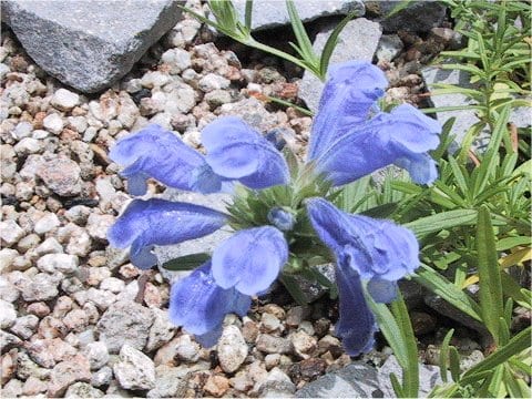 Dracocephalum argunense