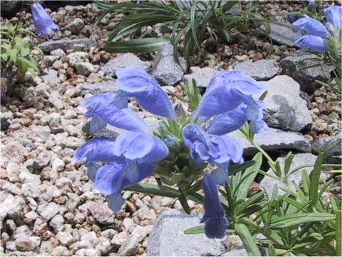 Dracocephalum argunense