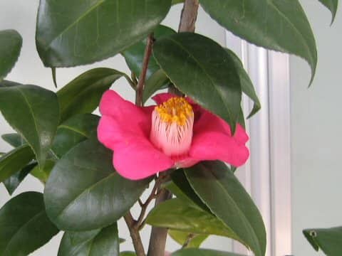 Camellia japonica
