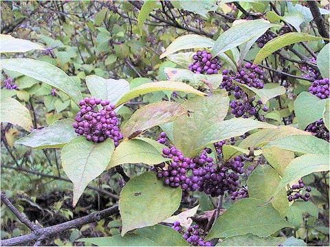 Callicarpa japonica