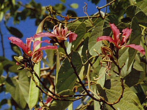 Bauhinia purpurea