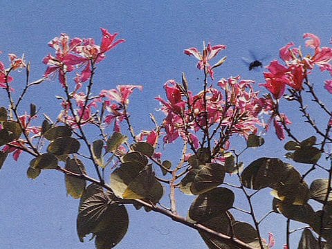 Bauhinia purpurea