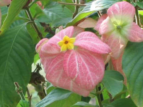 Mussaenda philippica