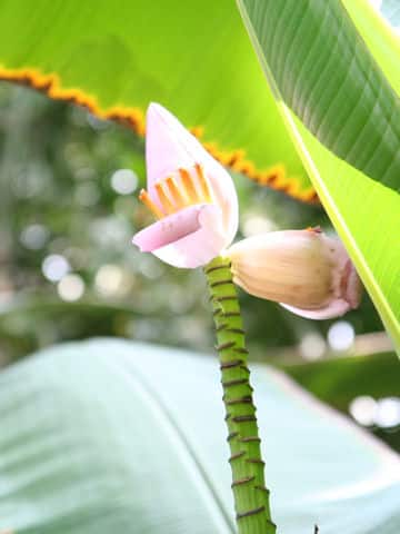 Musa rosacea