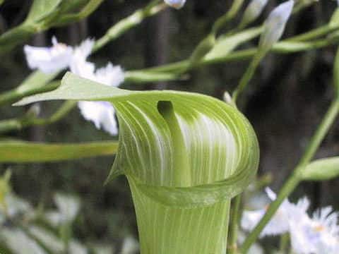 Arisaema yamatense