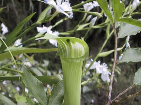 Arisaema yamatense