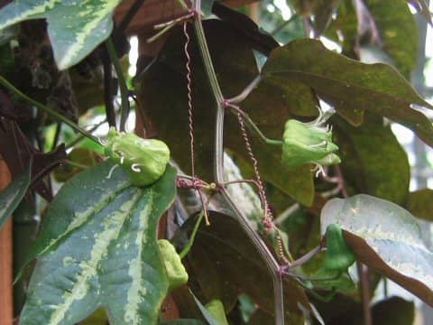 Passiflora trifasciata
