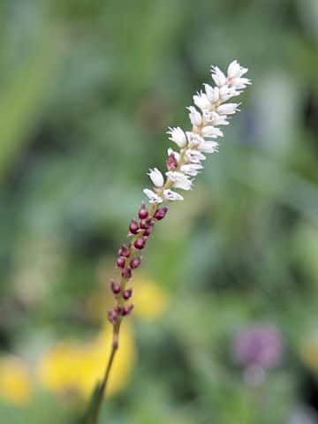 Bistorta vivipara