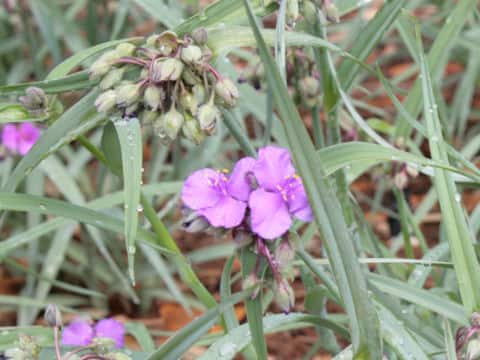 Tradescantia cv. Concord Grape