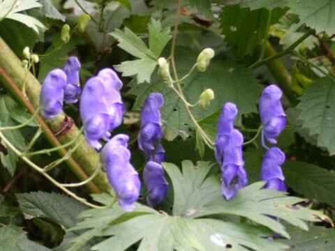 Aconitum septemcarpum