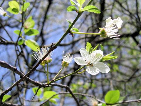 Prunus cerasifera