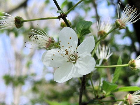 Prunus cerasifera