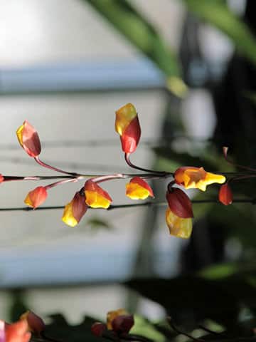 Thunbergia mysorensis