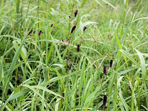 Sanguisorba tenuifolia var. purpurea