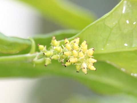 Psychotria manillensis
