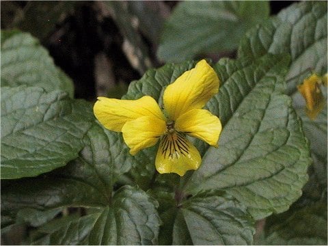 Viola brevistipulata var. kishidai