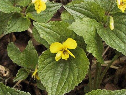 Viola brevistipulata var. kishidai