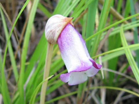 Aeginetia indica