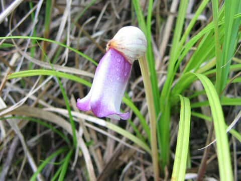 Aeginetia indica