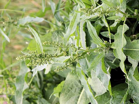 Rumex crispus