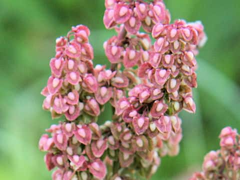 Rumex crispus