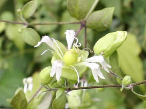 Cucubalus baccifer var. japonicus