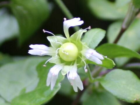 Cucubalus baccifer var. japonicus