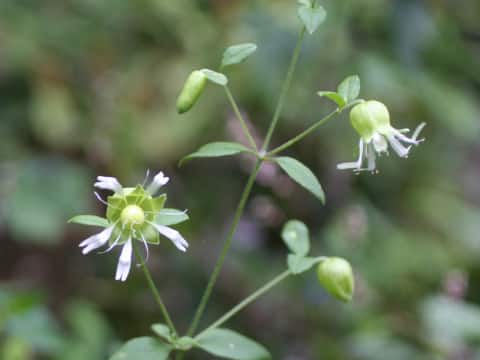 Cucubalus baccifer var. japonicus