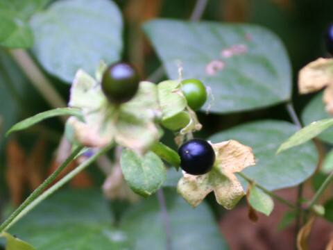 Cucubalus baccifer var. japonicus
