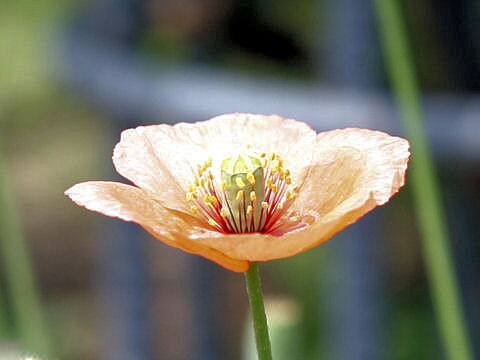 Papaver dubium