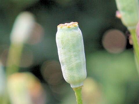Papaver dubium
