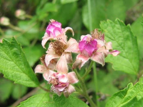 Rubus parvifolius