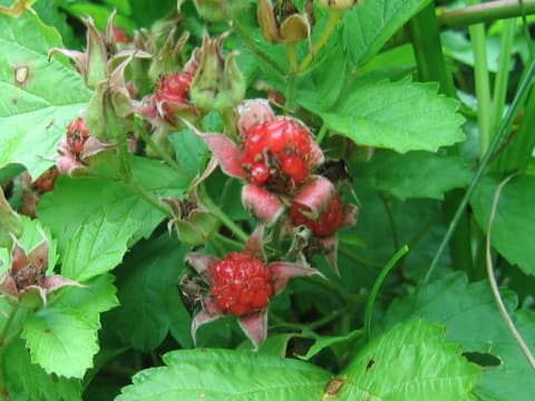 Rubus parvifolius