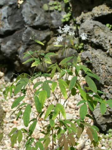 Thalictrum integrilobum