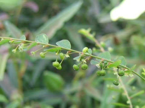 Phyllanthus tenellus