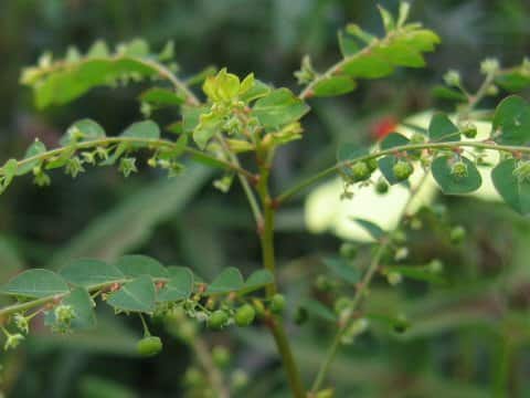 Phyllanthus tenellus