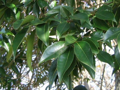 Ilex chinensis