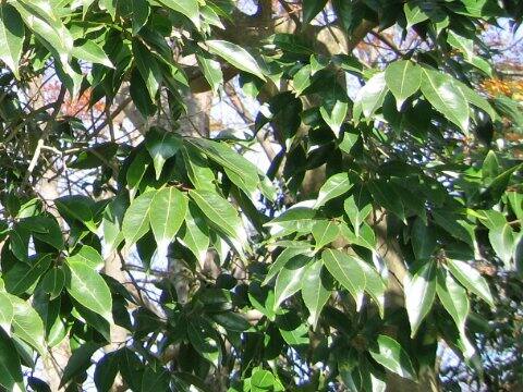 Ilex chinensis