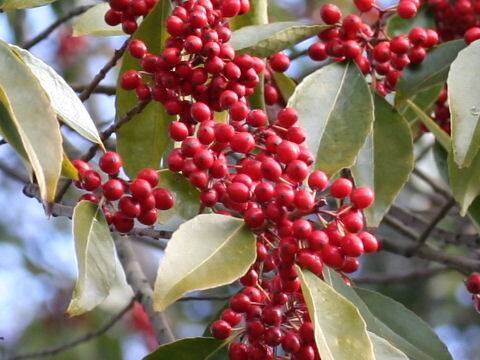 Ilex chinensis