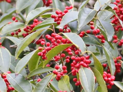 Ilex chinensis