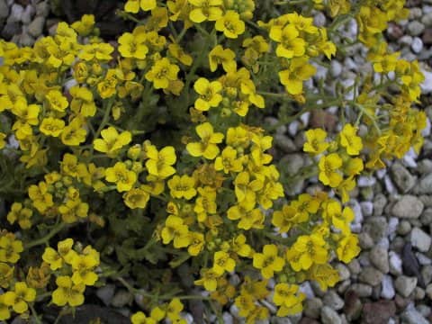 Draba japonica
