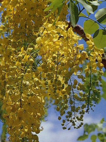 Cassia fistula