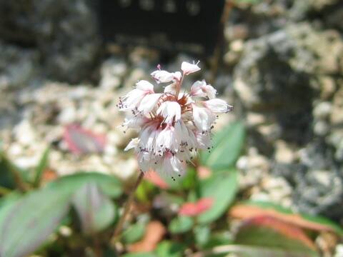 Bistorta hayachinensis