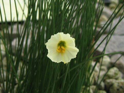 Narcissus romieuxii