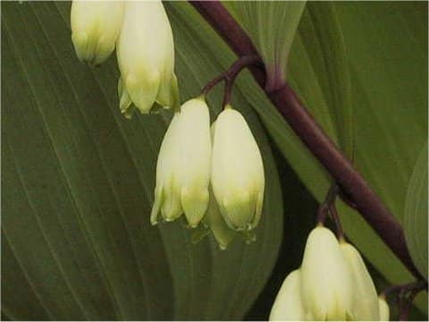 Polygonatum falcatum