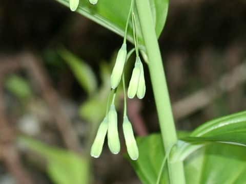 Polygonatum falcatum