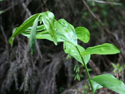 Polygonatum falcatum