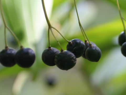 Polygonatum falcatum