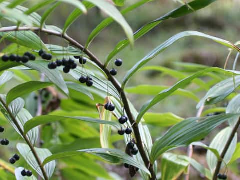 Polygonatum falcatum